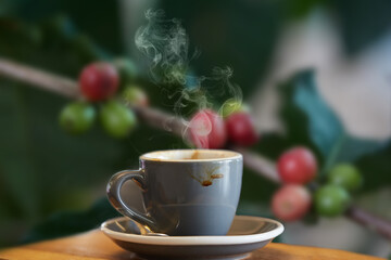 cCup of coffee with blur coffee tree on background in the morning. selective focus.