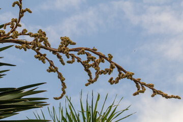 Cuban Petticoat palm tree in a garden(Copernicia macroglossa) Also known as the Cuban palm,Petticoat palm,Jata palm and Jata de Guanabacoa.