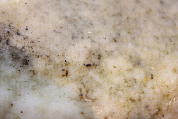 Farmer's cheese crust of cheese with grains inside. texture as hand-made cheeses ripen. orange white green solid background, cheese mold