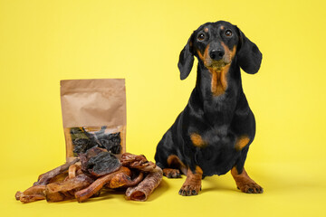 cute dachshund dog, black and tan, sitting among a pile of boxes and dry homemade snacks on a yellow background. advertisement for dish animal delicacies or yummy. Copy space