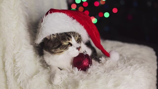 Christmas cat in Santa hat. animal and Christmas decorations. the owner strokes the cat