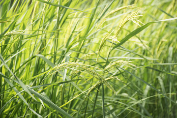 Young green rice seed in rice field,soft focus