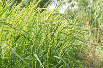 Young green rice seed in rice field,soft focus