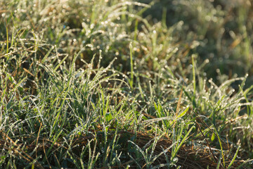 Close up of dew drop on grass leave in morning,soft focus.