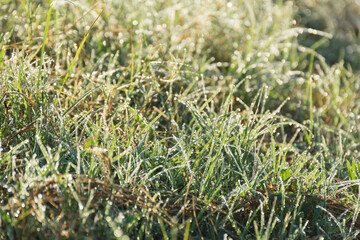 Close up of dew drop on grass leave in morning,soft focus.