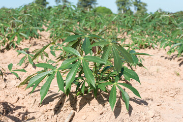Small cassava plantation in farm,soft focus.