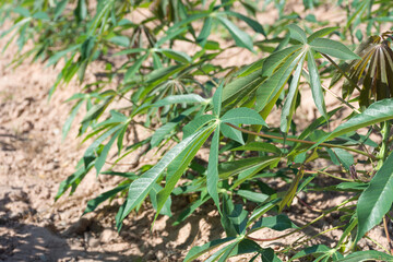 Small cassava plantation in farm,soft focus.