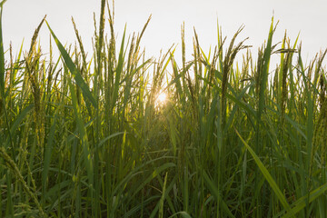 Fototapeta premium Young green rice seed in rice field,soft focus
