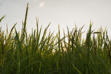 Young green rice seed in rice field,soft focus