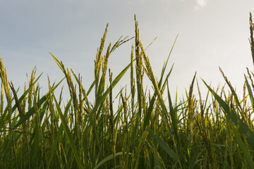 Young green rice seed in rice field,soft focus