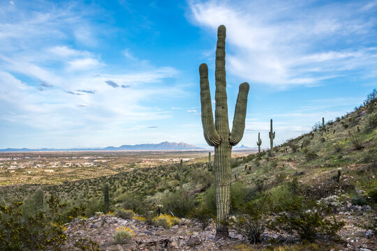 A long slender Saguaro Cactus in Casa Grande, Arizona