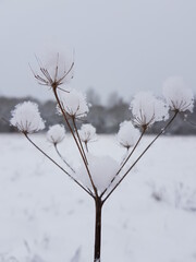 tree in snow