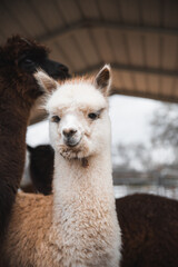 white alpaca in the farm