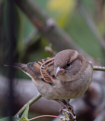 Home sparrow invasive bird