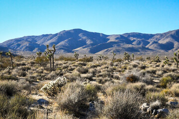 Joshua Trees in Joshua Tree National Park, California
