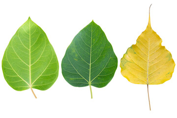 Blurred for Background.Sacred fig leaf (Bo Tree,Ficus religiosa L., Bohhi Tree , Pipal Tree) on...