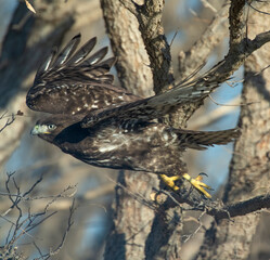 Dark morph Red Tailed Hawk