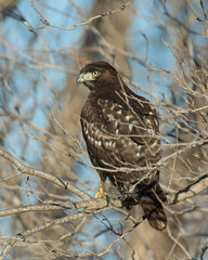 Dark morph Red Tailed Hawk
