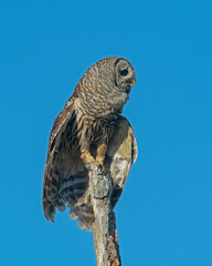 Barred Owl perched with wings open to cool down
