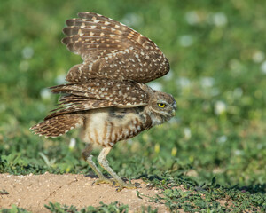 Burrowing Owl