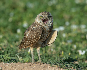 Burrowing Owl