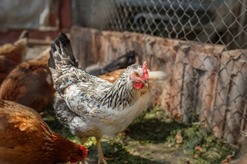 chickens behind the fence