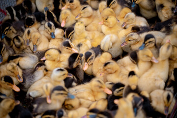 cute ducklings (duck babies)
