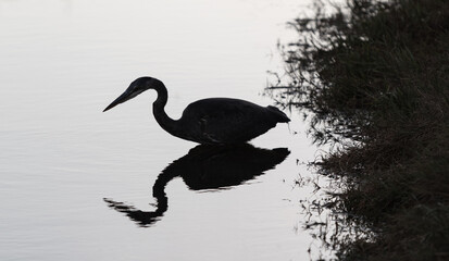 View of a Great Blue Heron Silhouette with reflection in the water in the park.