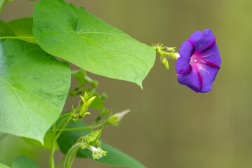 Single blue purple flower morning glory landscape