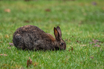 close up of one chubby brown rabbit eating on the grass field in the park