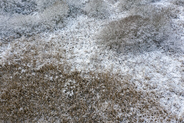 coastal reed grass stand under white snow in winter. aerial photo from flying drone