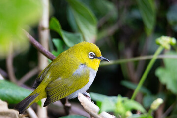 White eye bird