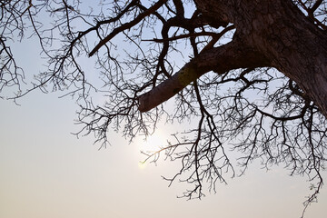 Backlit tree trunk and branches silhouette in early morning sunrise light