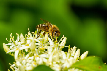 Biene auf dem Blütenstand eines blühenden Strauches (Gartenpflanze Hartriegel)
