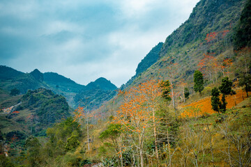 beautiful Red Silk Cotton Tree and mountain at Ha Giang, Viet Nam