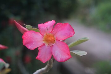beautiful pink frangipani flowers