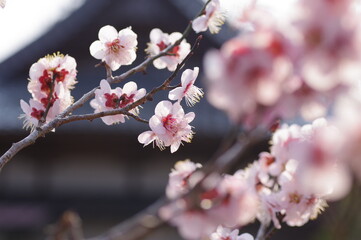 梅の花