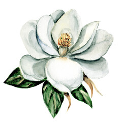 White flowers magnolia, watercolor floral clip art. Perfectly for printing design on invitation, card, wall art and other. Isolated on white background. Hand painting. © Larisa