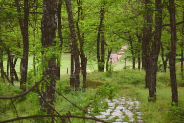 spring in the  Kashmir forest