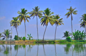 Fototapeta na wymiar Tall coconut trees in Kerala backwaters near alleppey
