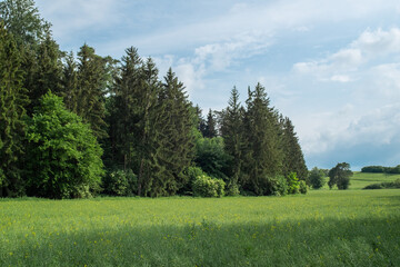 Ein Waldrand im Sommer - eine Landschaft hinter Gras und grünen Feldern