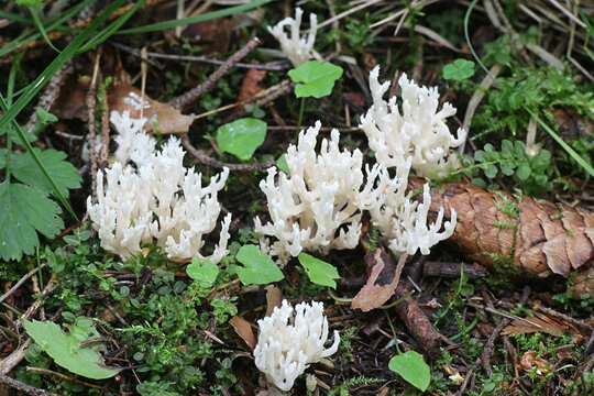 Clavulina coralloides, also known as Clavulina cristata, the white coral fungus or the crested coral fungus, wild mushroom from Finland