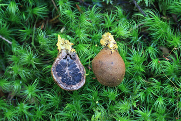 Elaphomyces muricatus, known as Deer Truffle or Marbled False Truffle, wild fungus from Finland