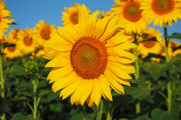 Fototapeta premium Blooming sunflowers close-up in the rays of the rising sun. Summer landscape.