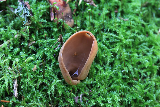 Otidea leporina, known as Yellow Ear fungus, wild mushrooms from Finland