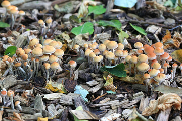 Hypholoma marginatum, known as the snakeskin brownie, wild mushroom from Finland