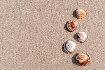 Shells background with seashells, shells on sand tropical sea beach. Travel concept in minimal style.