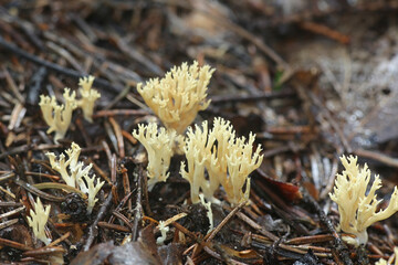Phaeoclavulina flaccida, also called Ramaria flaccida, a coral fungus from Finland with no common english name
