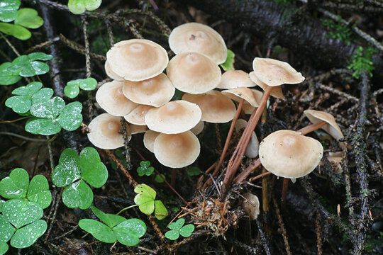Gymnopus confluens, known also as Collybia confluens, Clustered Toughshank, wild mushroom from Finland