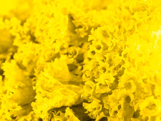 Yellow salad close-up. presentation of fashion colors 2021